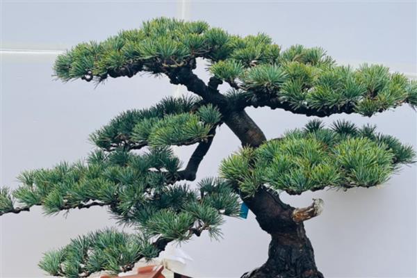松树在风水学上的好处，能招来贵人运