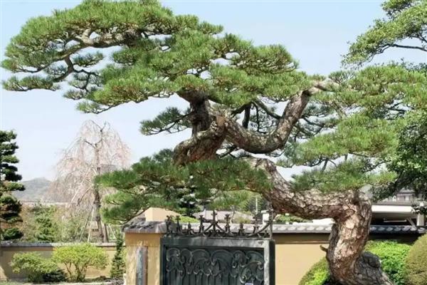 松树在风水学上的好处，能招来贵人运