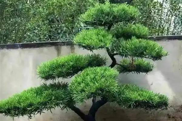 松树在风水学上的好处，能招来贵人运