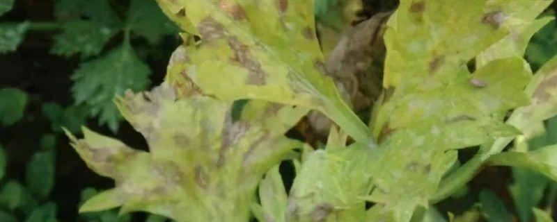 芹菜早疫病的病状，主要为害叶片、叶柄和茎