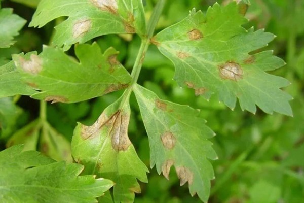 芹菜早疫病的病状，主要为害叶片、叶柄和茎