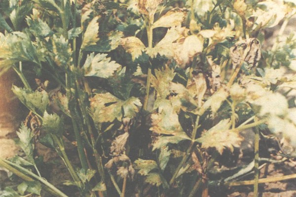 芹菜早疫病的病状，主要为害叶片、叶柄和茎