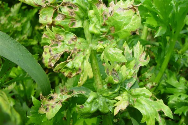 芹菜早疫病的病状，主要为害叶片、叶柄和茎