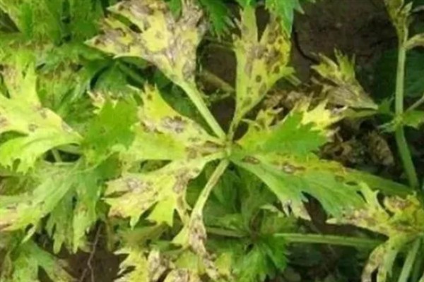 芹菜早疫病的病状，主要为害叶片、叶柄和茎
