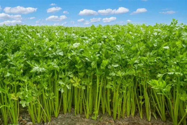 芹菜早疫病的病状，主要为害叶片、叶柄和茎