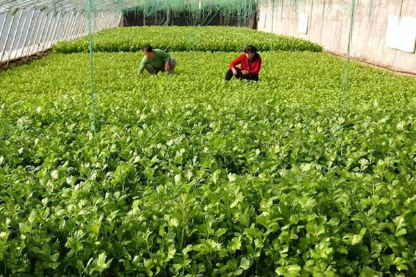 芹菜早疫病的病状，主要为害叶片、叶柄和茎