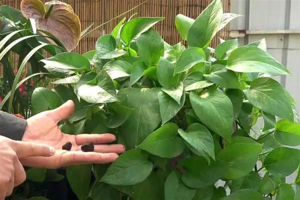 菜子饼做肥料如何用，需要3-6个月进行腐熟发酵