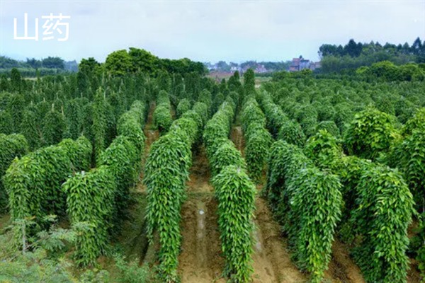 有哪些块茎类植物，常见的有马铃薯、芋头等