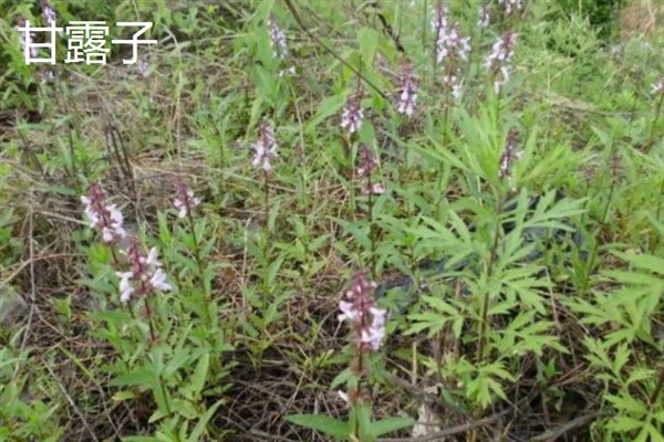 有哪些块茎类植物，常见的有马铃薯、芋头等