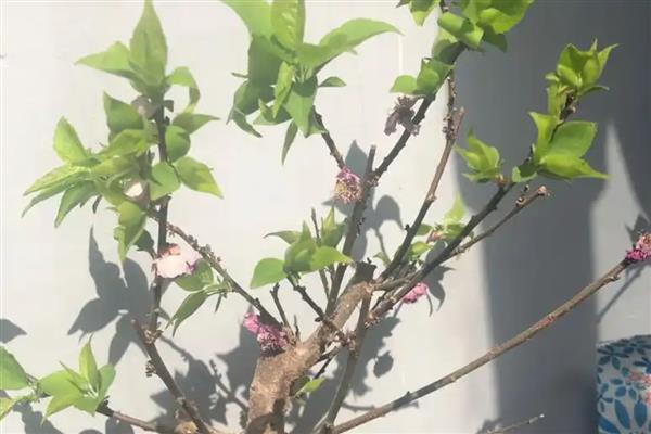 梅花的叶片特征，呈卵形或椭圆形、颜色为灰绿色