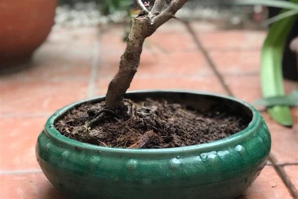 梅花的叶片特征，呈卵形或椭圆形、颜色为灰绿色