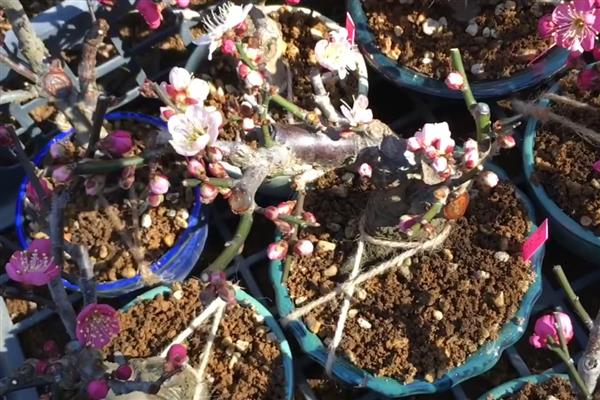 梅花的叶片特征，呈卵形或椭圆形、颜色为灰绿色