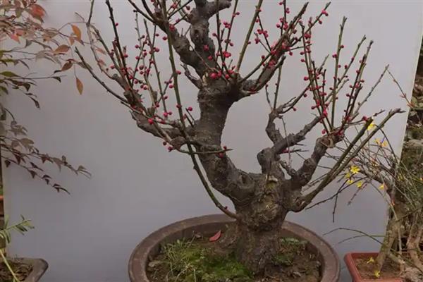 梅花的叶片特征，呈卵形或椭圆形、颜色为灰绿色