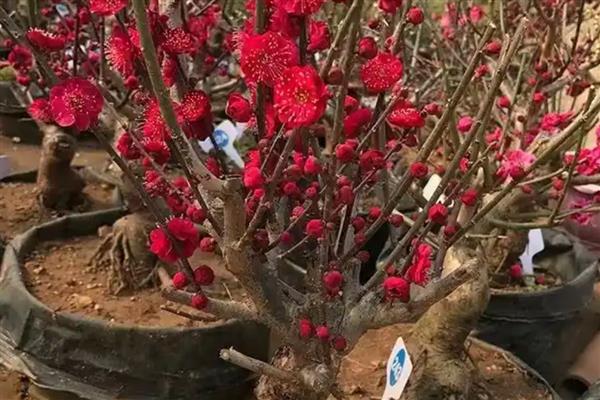 梅花的叶片特征，呈卵形或椭圆形、颜色为灰绿色