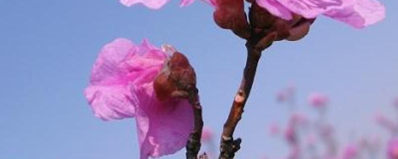 金达莱花的养殖方法，适合生长在光照充足的环境中