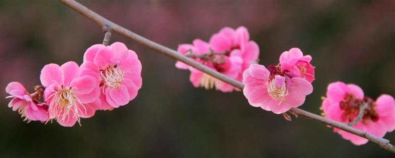 梅花的叶片特征，呈卵形或椭圆形、颜色为灰绿色