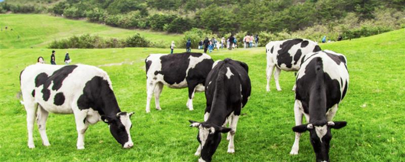 奶牛公母都能挤奶吗，只有母奶牛才可以挤奶