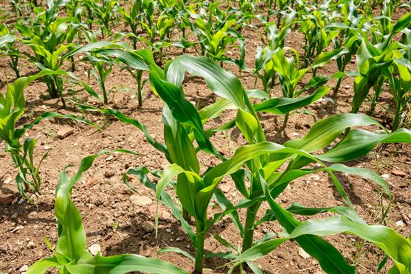 玉米撮苗的高产种植方法,每亩可以种4000株左右