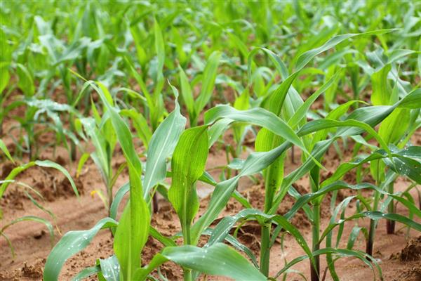 玉米撮苗的高产种植方法,每亩可以种4000株左右