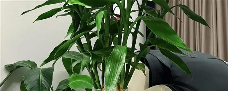 富贵竹的家养方法，换水时添加营养液可促进生长