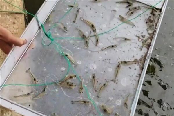 用淡水养对虾的方法，放苗前要向池中添加生盐