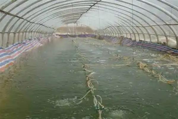用淡水养对虾的方法，放苗前要向池中添加生盐