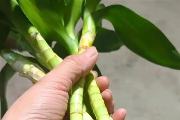 富贵竹的家养方法，换水时添加营养液可促进生长