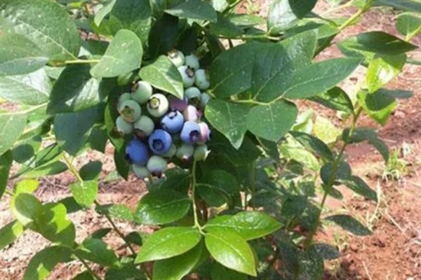蓝莓长花苞的时间，常出现在2-3月份
