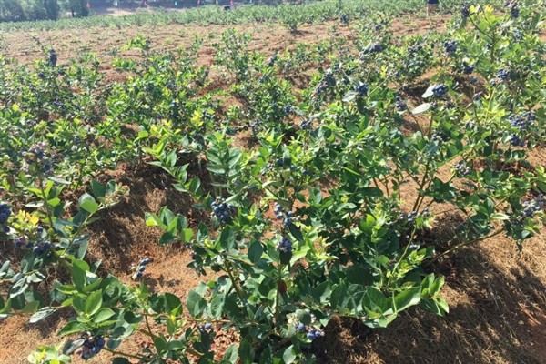 蓝莓长花苞的时间，常出现在2-3月份
