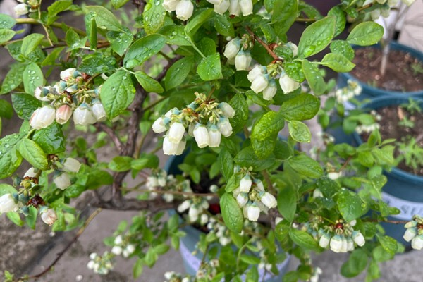 蓝莓长花苞的时间，常出现在2-3月份