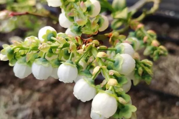 蓝莓长花苞的时间，常出现在2-3月份