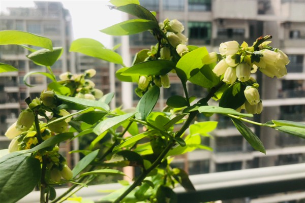 蓝莓长花苞的时间，常出现在2-3月份
