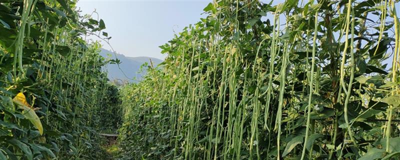 怎么种植长豆角，每穴播种2-3粒
