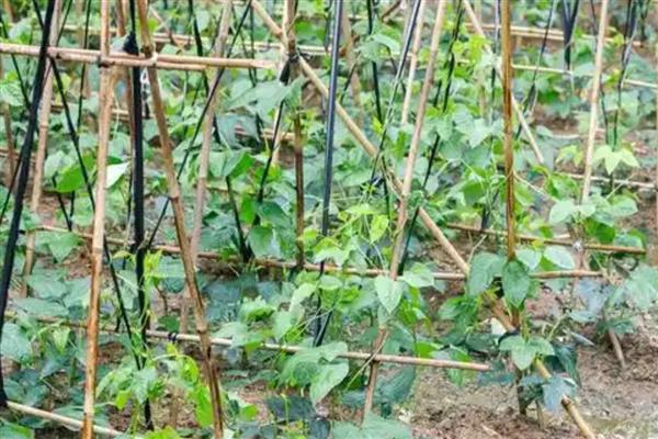 怎么种植长豆角，每穴播种2-3粒