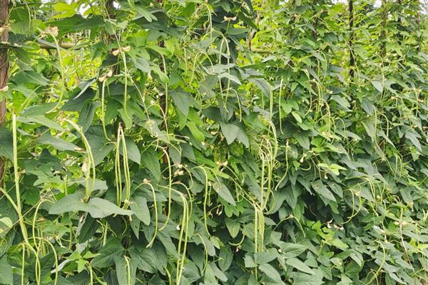 怎么种植长豆角，每穴播种2-3粒