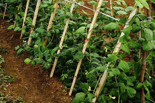 怎么种植长豆角，每穴播种2-3粒