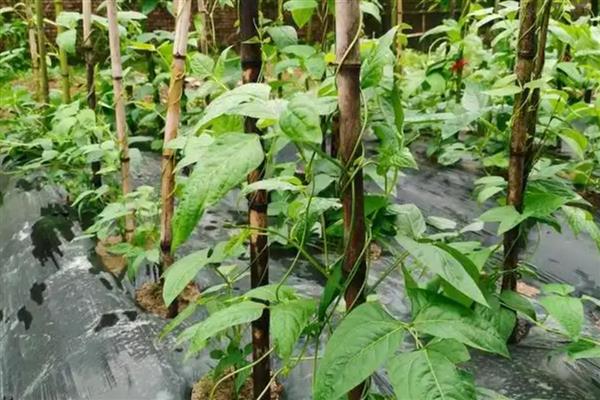 怎么种植长豆角，每穴播种2-3粒