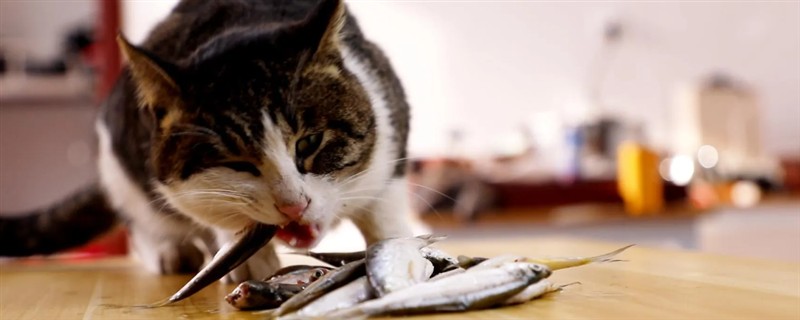猫咪长期吃鱼有哪些副作用，会导致维生素B1被破坏