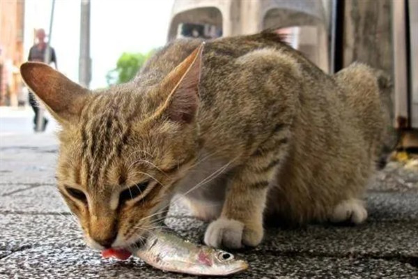 猫咪长期吃鱼有哪些副作用,会导致维生素B1被破坏
