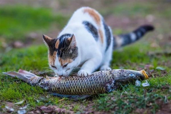 猫咪长期吃鱼有哪些副作用,会导致维生素B1被破坏