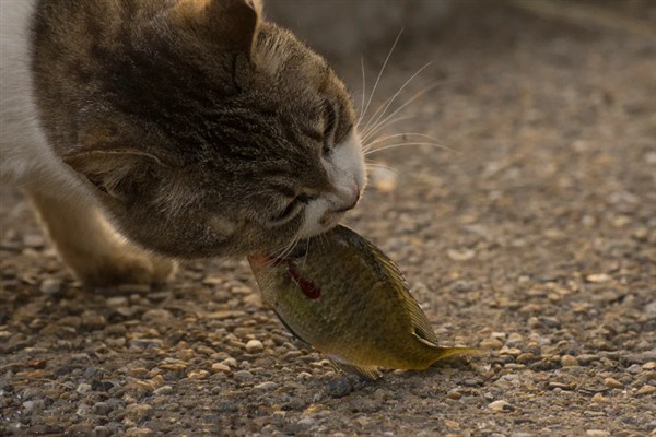 猫咪长期吃鱼有哪些副作用,会导致维生素B1被破坏