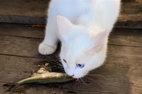 猫咪长期吃鱼有哪些副作用,会导致维生素B1被破坏