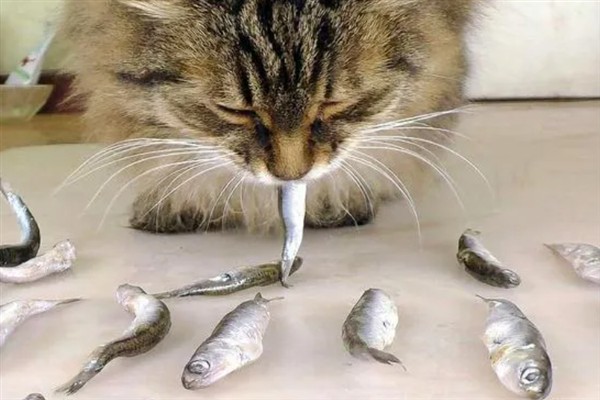 猫咪长期吃鱼有哪些副作用,会导致维生素B1被破坏