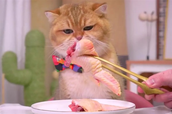 猫咪长期吃鱼有哪些副作用,会导致维生素B1被破坏