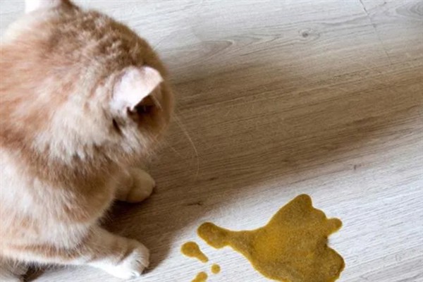 猫咪长期吃鱼有哪些副作用,会导致维生素B1被破坏