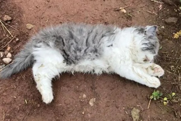 猫咪长期吃鱼有哪些副作用,会导致维生素B1被破坏