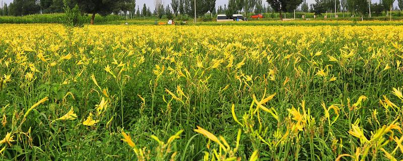 黄花菜的施肥方式，需科学配方平衡施肥