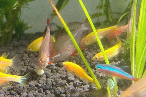 斑马鱼不打氧可以吗，要看饲养的密度