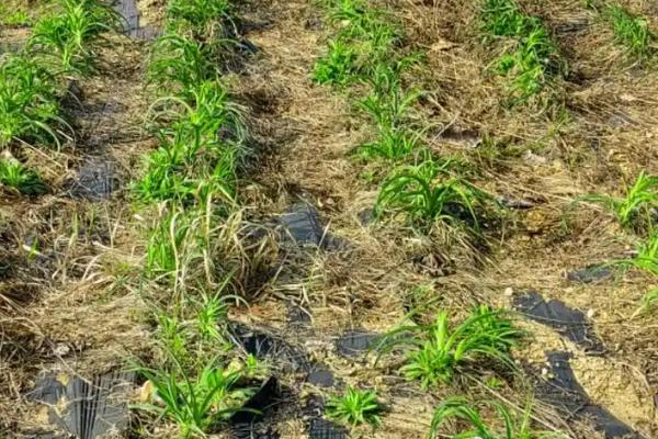 黄花菜的施肥方式，需科学配方平衡施肥