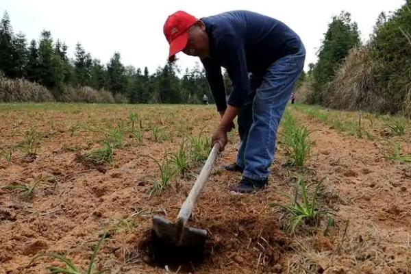 黄花菜的施肥方式，需科学配方平衡施肥